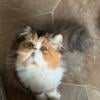 CFA Registered Calico girl seeks new parents to love her!