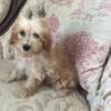 Marigold-toy poodle