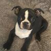 Boston Terrier