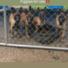 Belgian Malinois Puppies For Sale