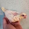 Baby cockatiels 