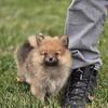 Puppy fluffy tiny