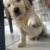 AKC Golden Retriever Puppies