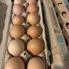 Black Australorp hatching eggs