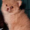 Ckc Pomeranians Sweet and Friendly