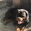 German and Serbian Rottweiler puppies