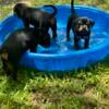 13 weeks old top quality Rottweiler pups for sale. Reduced price dont miss out