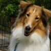 Daisy, sable female, normal clear