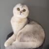 Beautiful Silver Shaded Scottish Fold Female