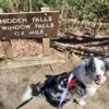 AKC Border Collie Puppies