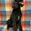 WESTON, MALE STANDARD POODLE FOR SALE