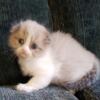 Scottish Fold kitten