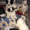 Great Pyrenees/Pointer Puppies!