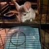 Chinchillas For Sale