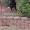 AKC registered purebred European female Rottweiler 