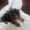 Male Yorkie puppy for sale 