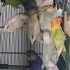LOVEBIRDS
