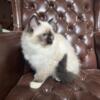 Purebred Ragdoll Kitten - Ella