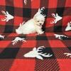 Maltese puppies