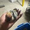 young hand fed sun conures