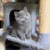 Blue British shorthair female