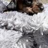 Frita from the Chili Bean Litter - Shaded Red Smooth Coat Female - $1,200