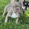Male Isabella Tricolor French Bulldog Puppy