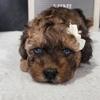 (Joy) AKC Miniature Poodle Female Puppy