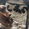 9 Doberman Pinscher Puppies for sale