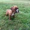 Boxer Pup - male 