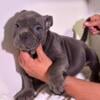 American Bully Puppies