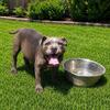 13 week old male Bully