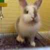 white & grey lionhead bunny