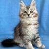 NewElite Maine coon kitten from Europe with excellent pedigree, female. EZ Vivienne