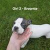 BOSTON TERRIER mix puppies