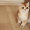 NEW Elite British kitten from Europe with excellent pedigree, male. Umka