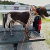 AKC German Shorthaired Pointers for stud