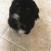 Shih Tzu Male Puppy Akc