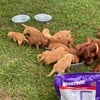 Golden Retriever and Irish Setter- 2 separate litters