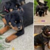 Rottweiler puppies for sale