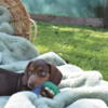 Dachshund Puppies for sale