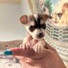 Sure-footed Teacup Chihuahua Pups For Adoption.