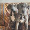 12 week old great dane puppies ready now!  Akc