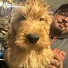 Mini Goldendoodles