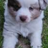 SOLD - Red Merle Male large toy size small mini #1