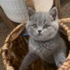 British shorthair kittens