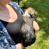 English Springer Spaniel Puppies AKC