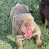 Fluffy carrier English Bulldog