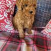 Miniature goldendoodle puppies in Northern Va close to MD & DC - will be super small under 20lbs