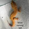 Leopard geckos